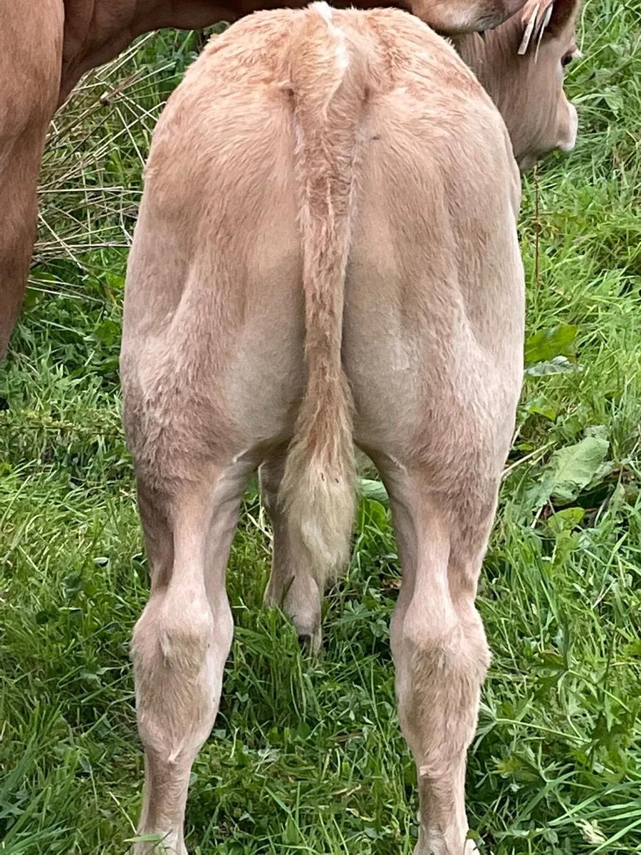 Charolais Bull Calf - Image 3