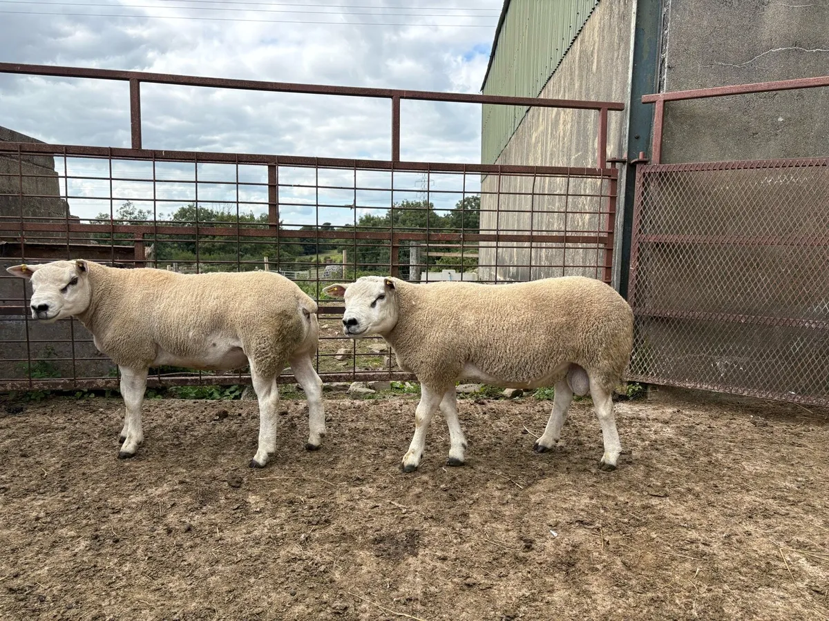 Pedigree Texel Shearling Rams