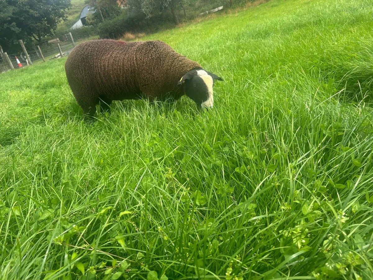Pbr Zwarbtle ram lamb - Image 1