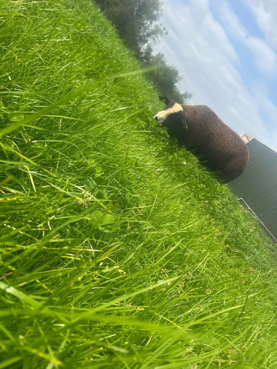 Pbr Zwarbtle ram lamb - Image 2