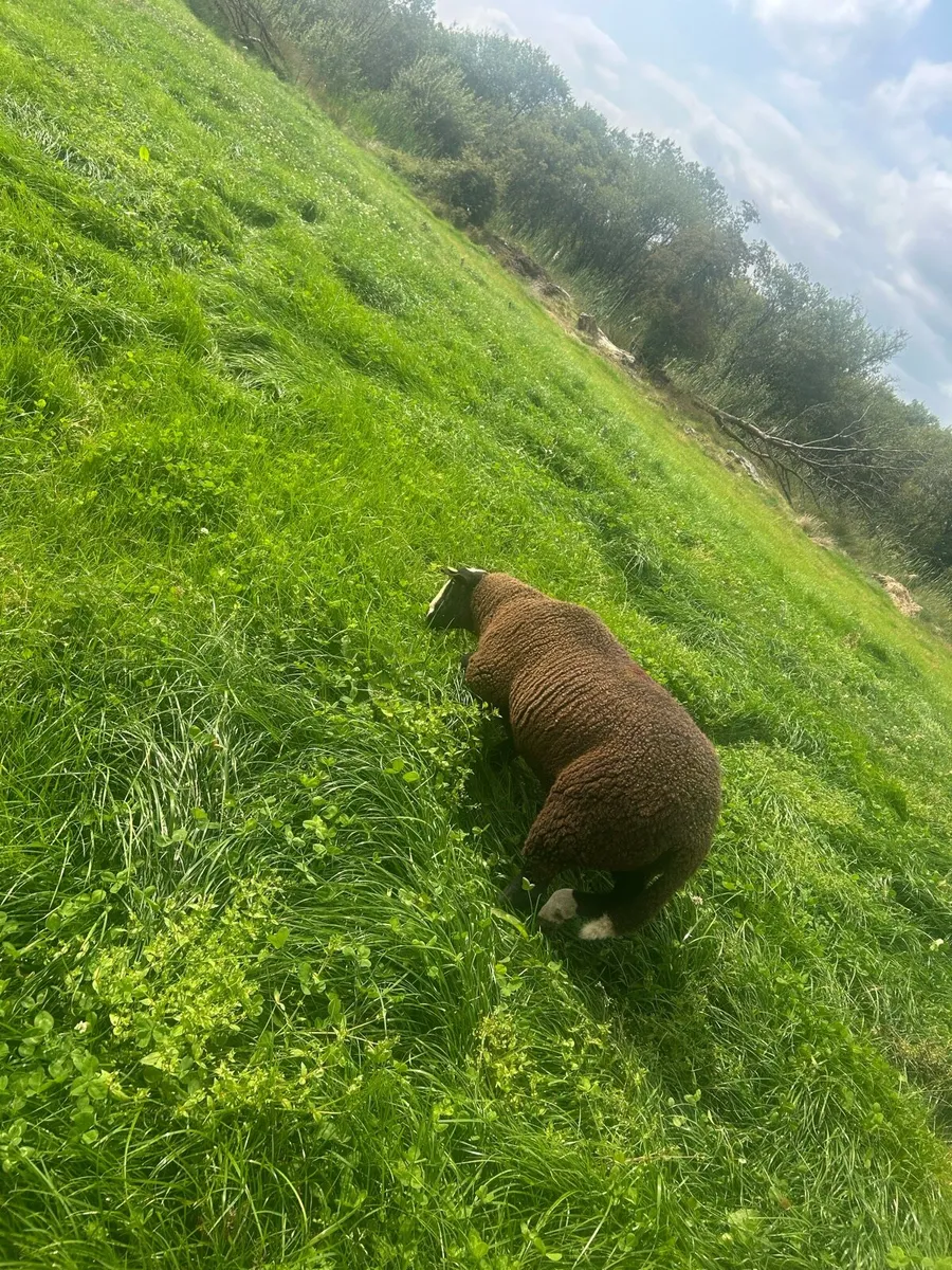 Pbr Zwarbtle ram lamb - Image 4
