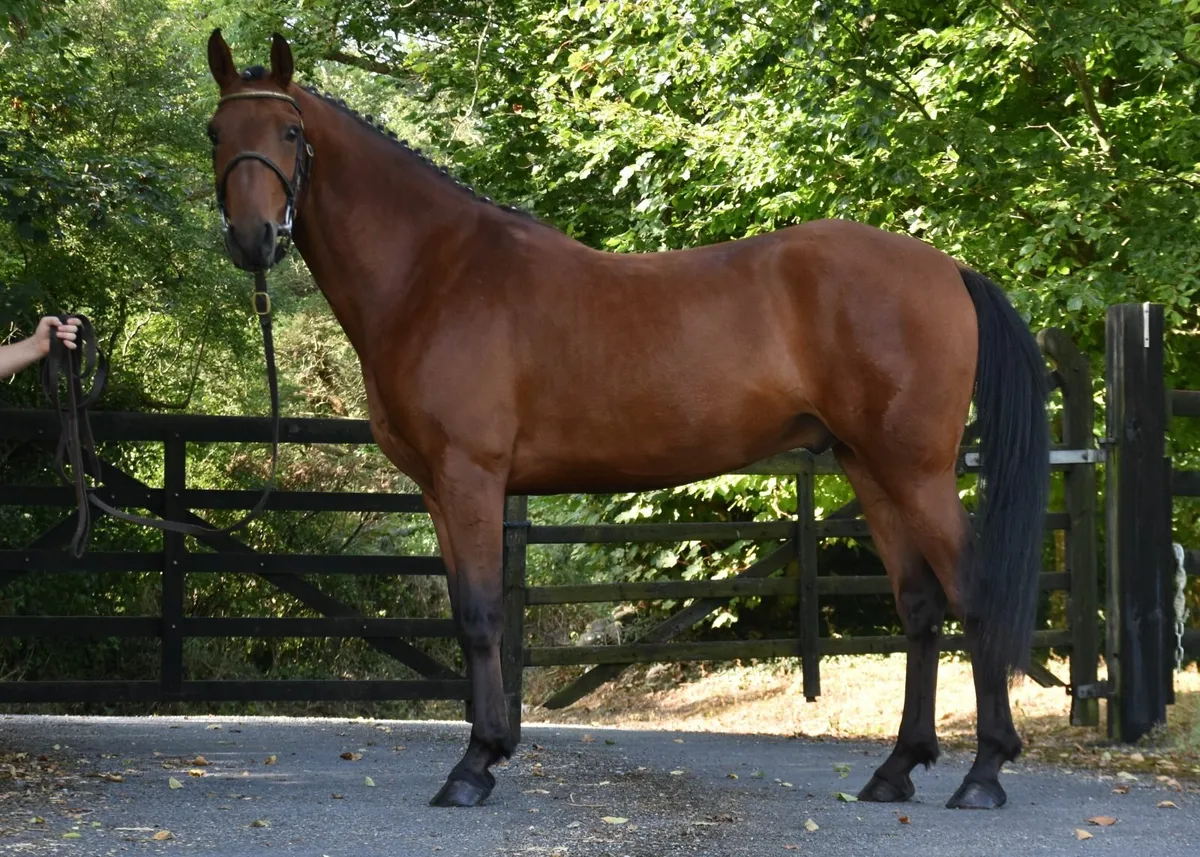 THE MOST AMAZING 3YO 148 GELDING - Image 3