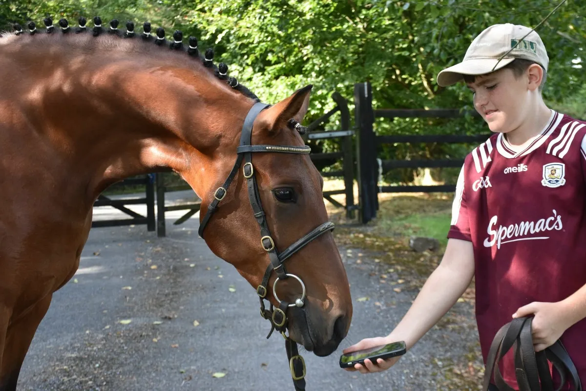 THE MOST AMAZING 3YO 148 GELDING - Image 4