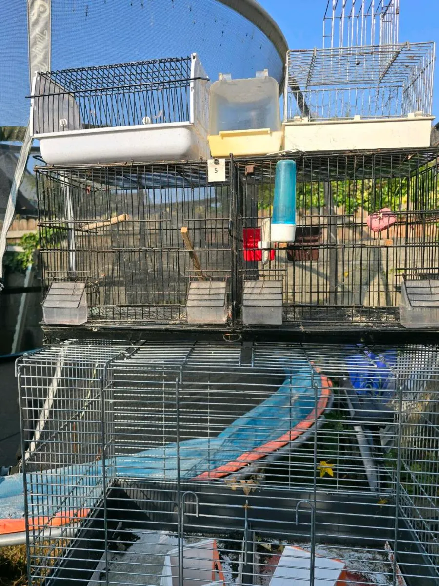 Cages - Image 1