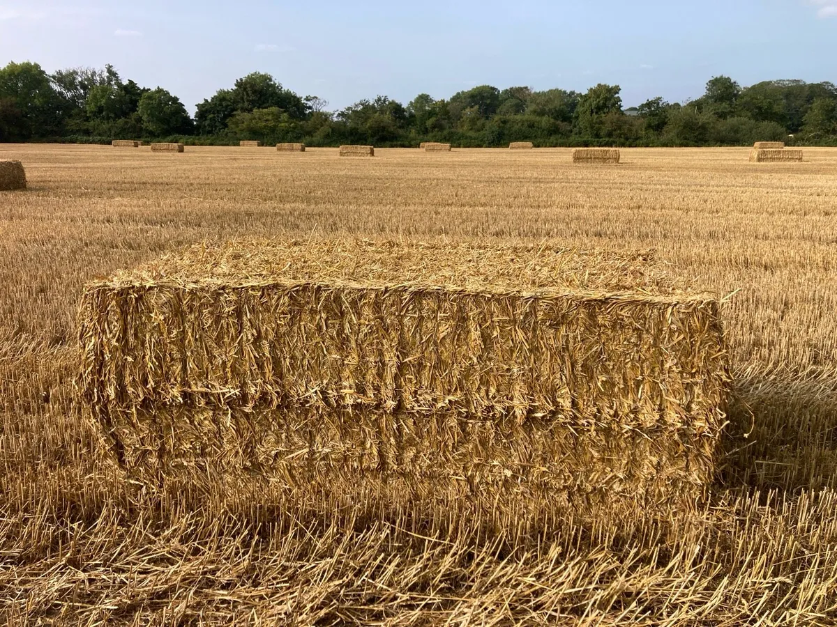 Barley and wheat straw - Image 1
