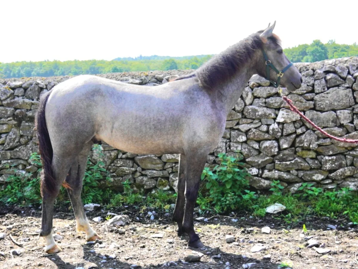 Connemara Yearling Colt - Image 1