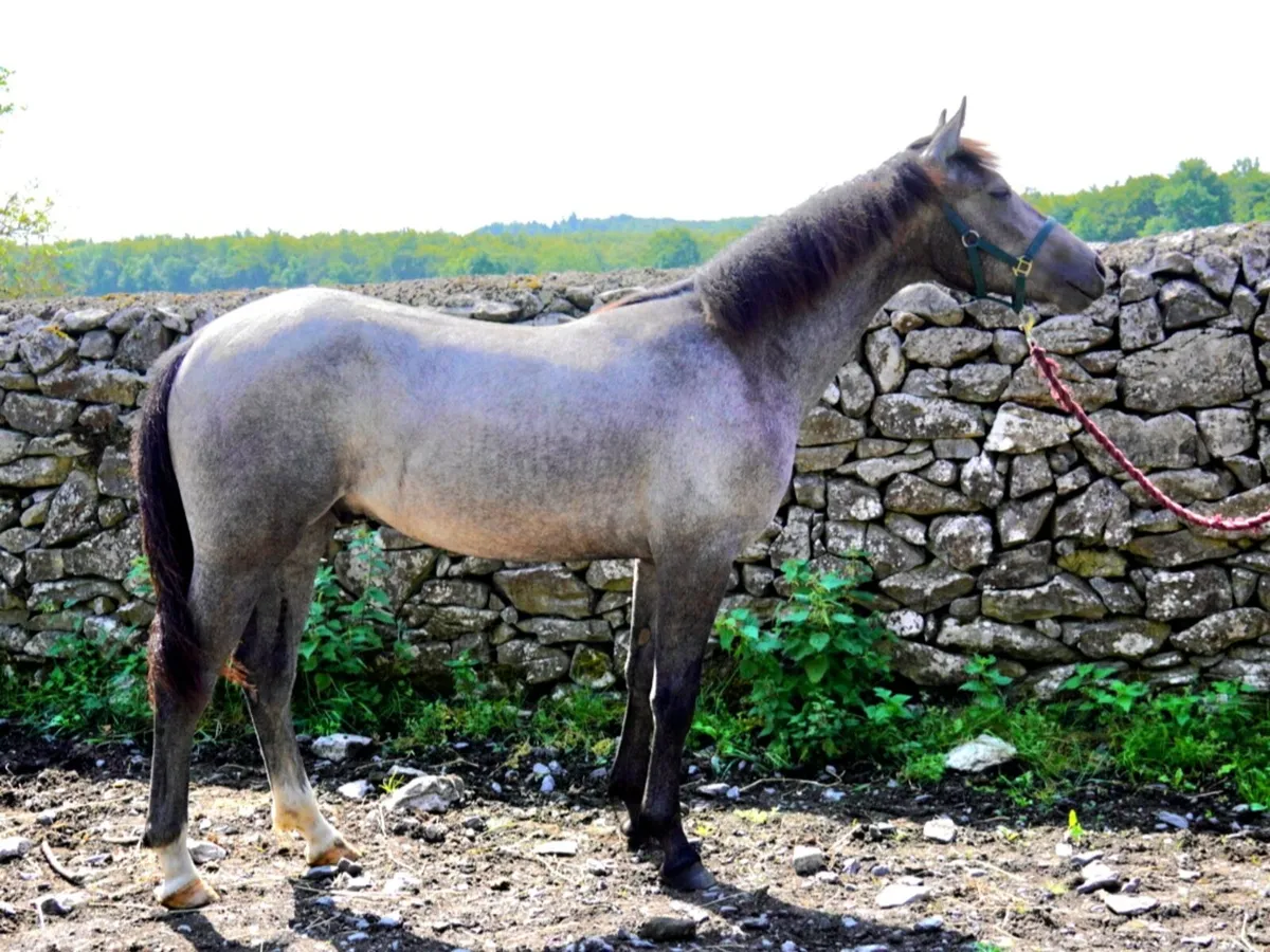 Connemara Yearling Colt - Image 2