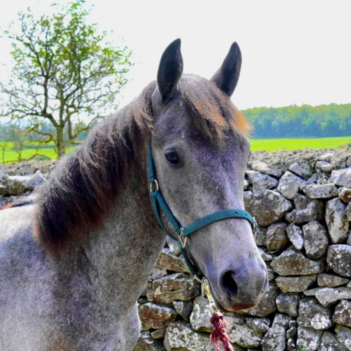 Connemara Yearling Colt - Image 3
