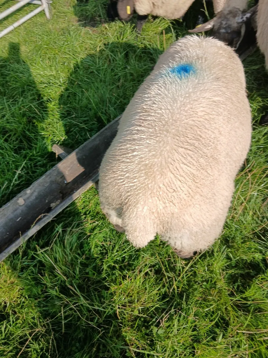 Suffolk ram lambs - Image 2