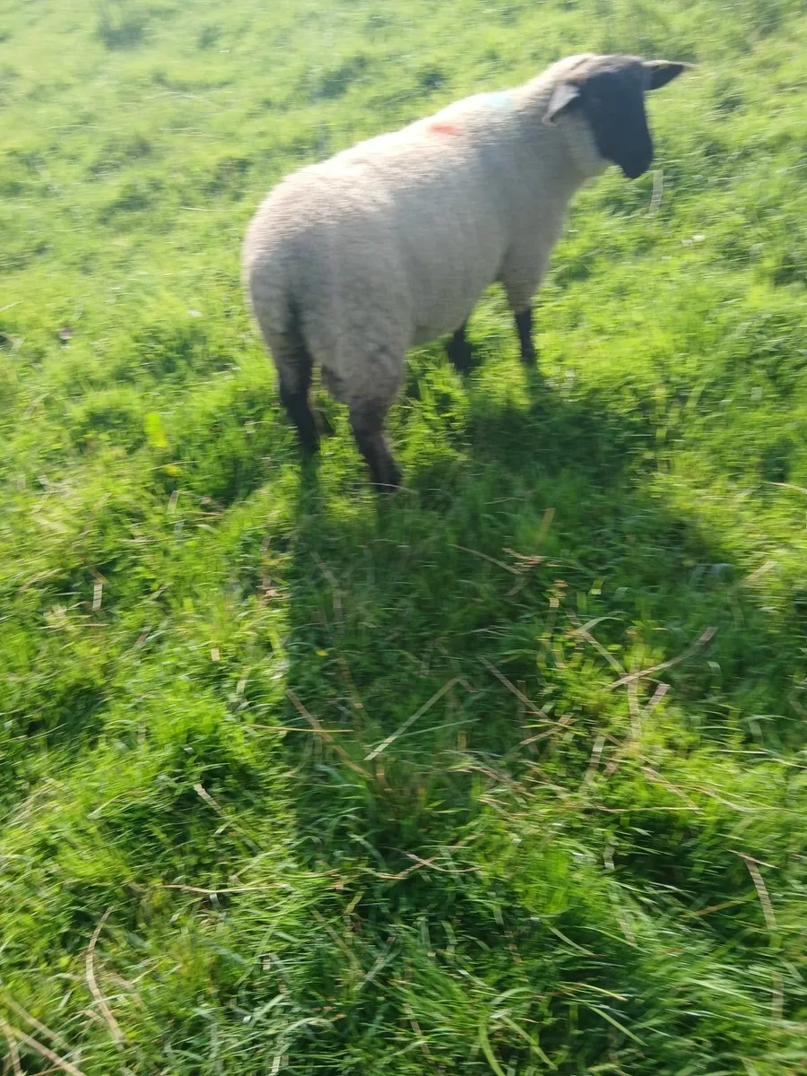 Suffolk ram lambs - Image 3