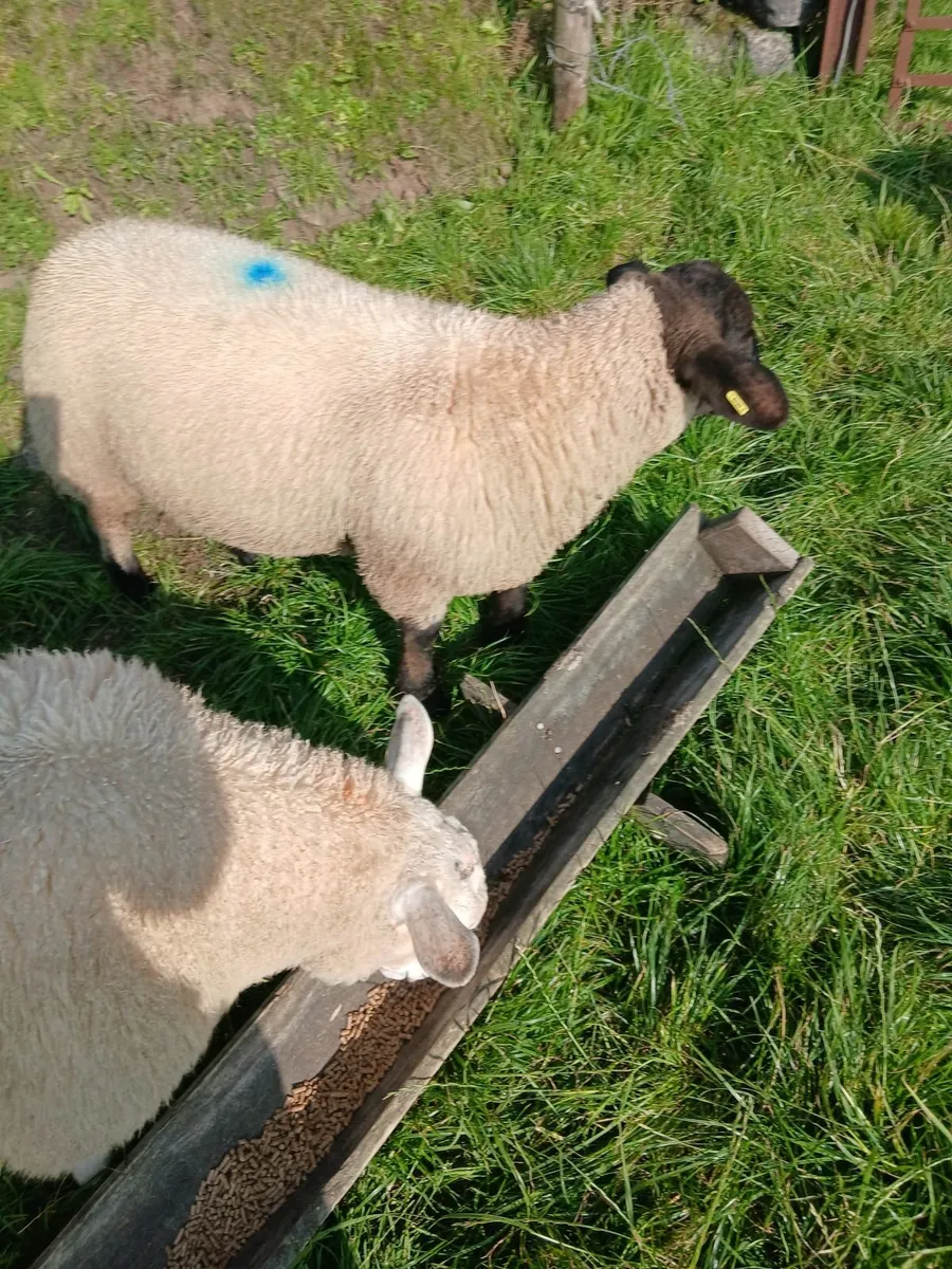 Suffolk ram lambs - Image 4