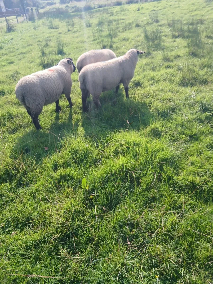 Suffolk ram lambs - Image 1