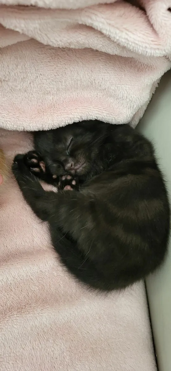 Kittens for sale - Image 1