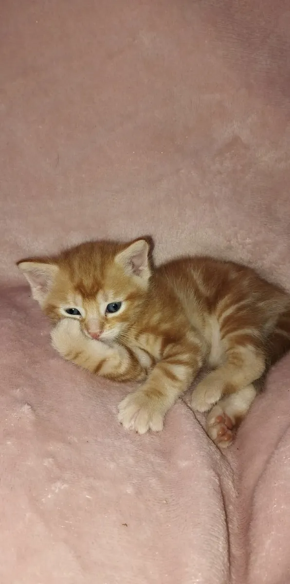 Kittens for sale - Image 2