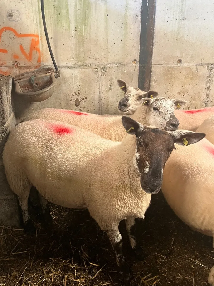 *Hogget ewes - Image 2