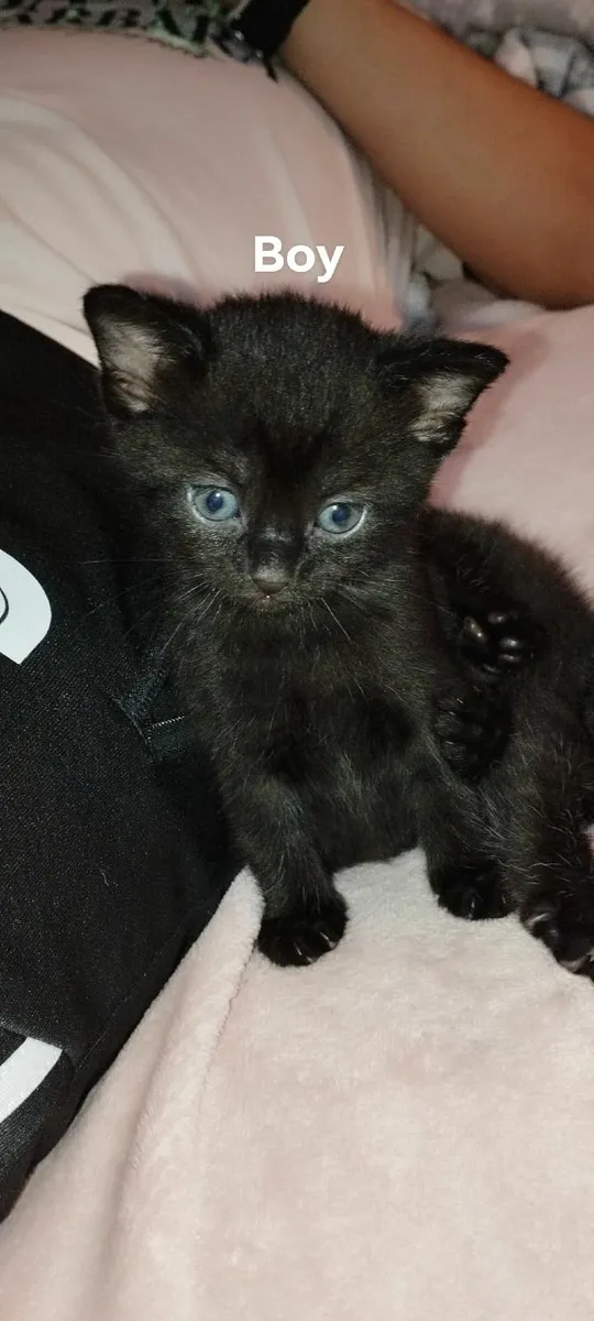 Kittens for sale - Image 3