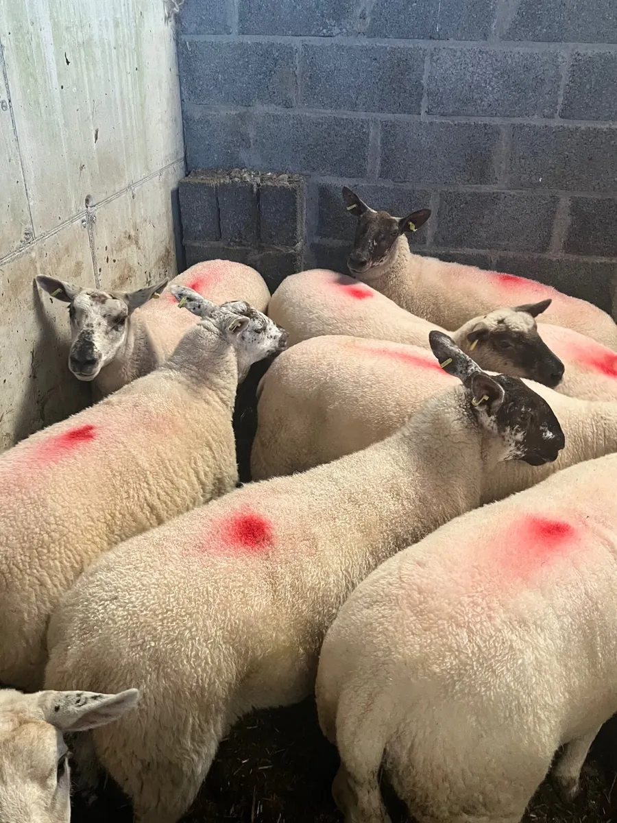 *Hogget ewes - Image 1