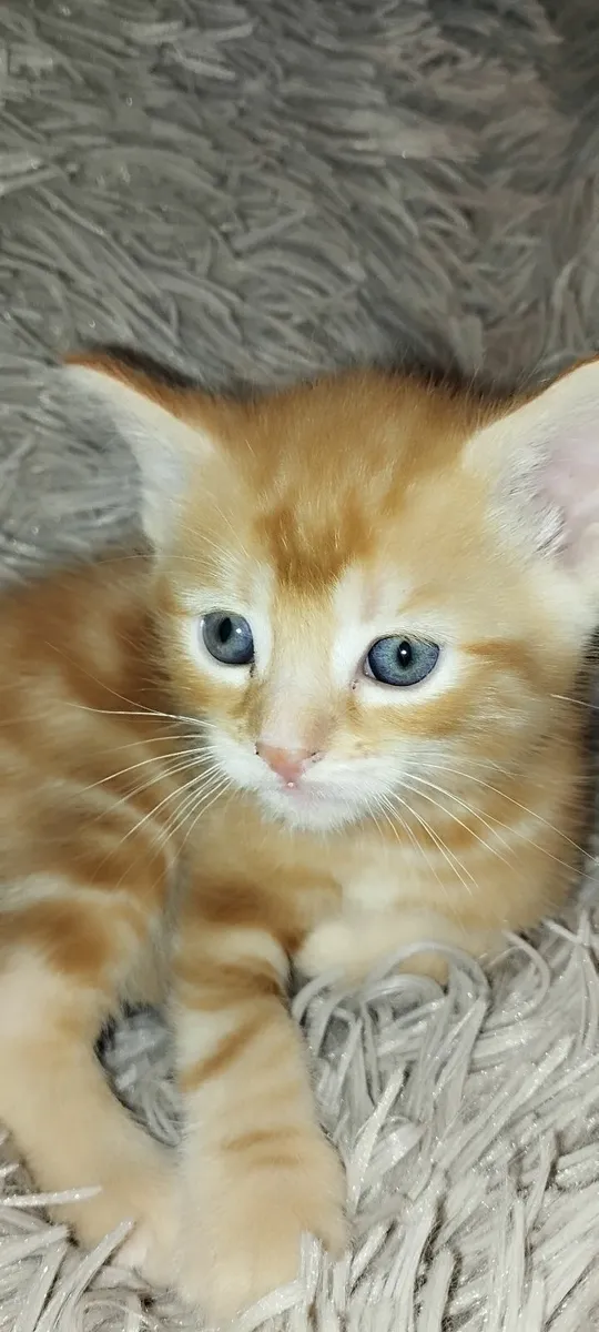 Kittens for sale - Image 4
