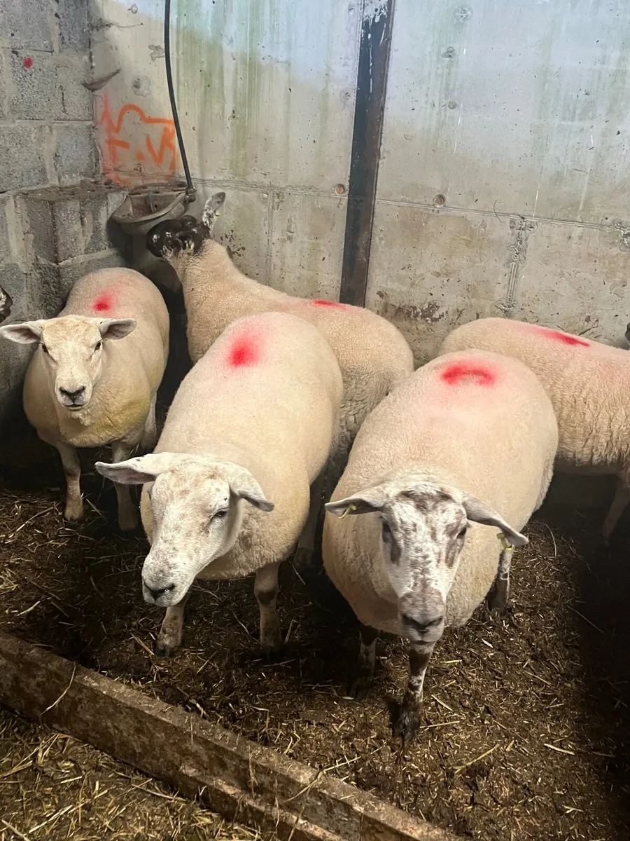 *Hogget ewes - Image 3
