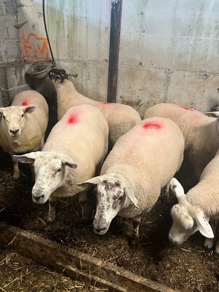 *Hogget ewes - Image 4