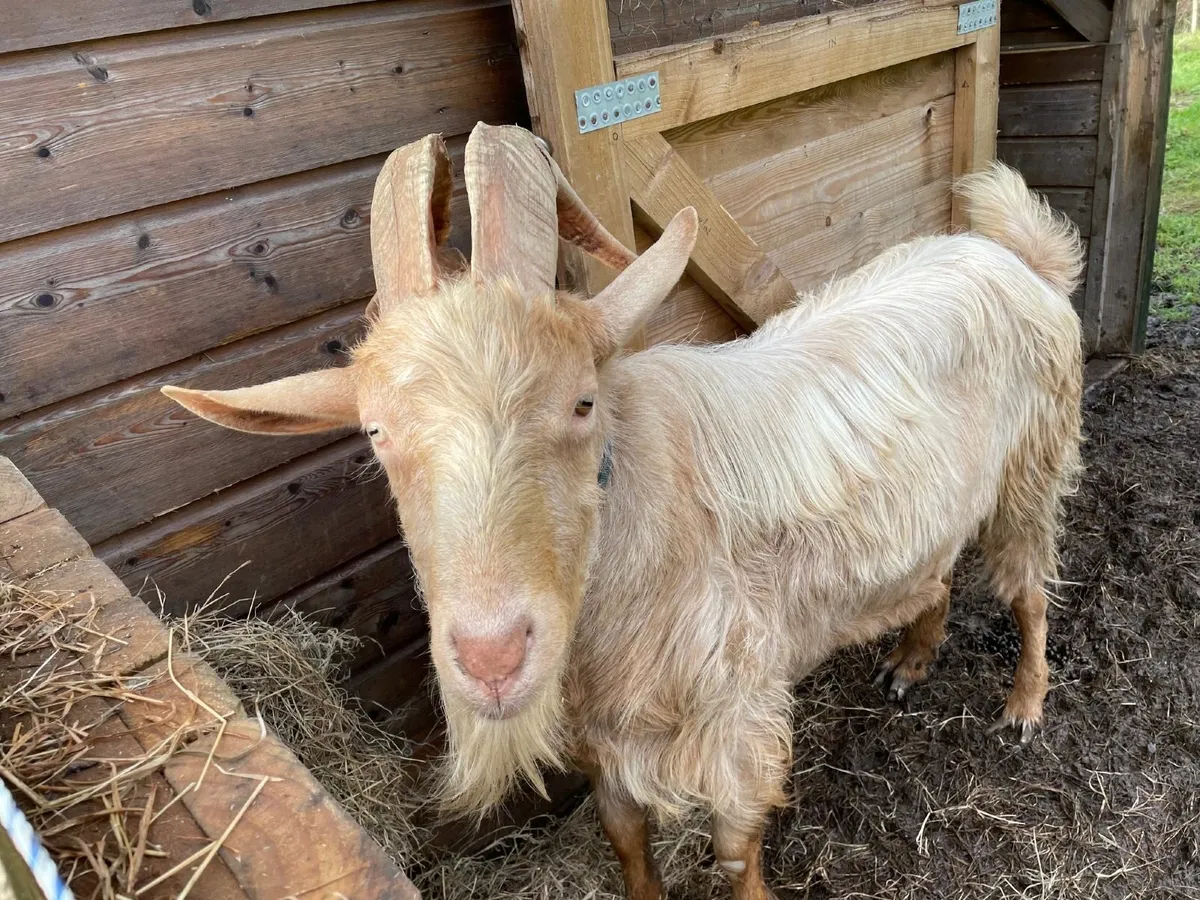 Goats for Sale - Skibbereen - Image 1