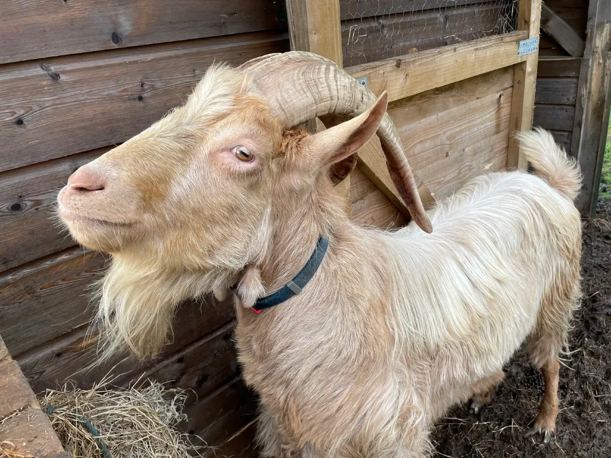 Goats for Sale - Skibbereen - Image 2