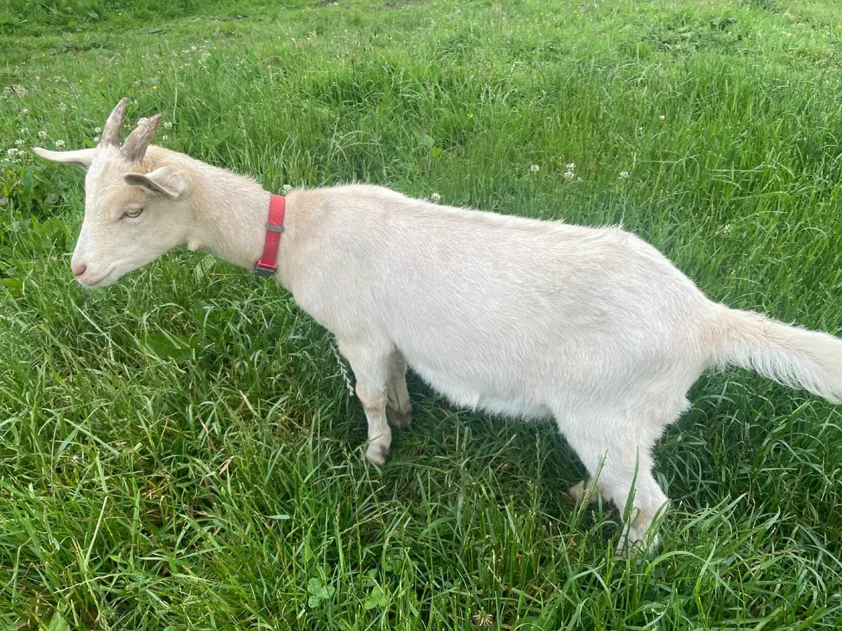 Goats for Sale - Skibbereen - Image 4