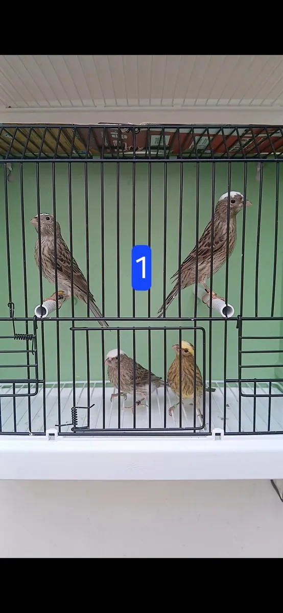 canaries - Image 1