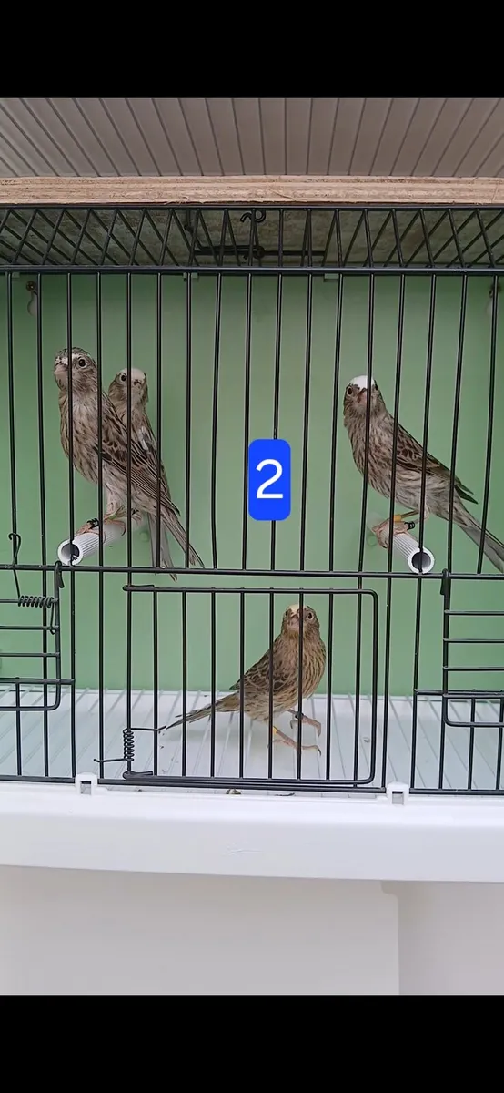 canaries - Image 2