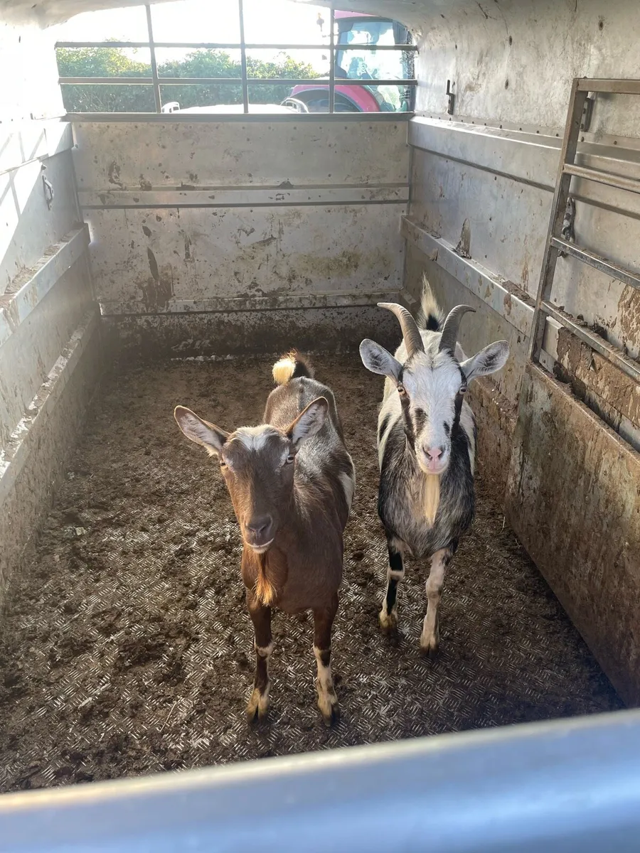 Nanny goats - Image 1