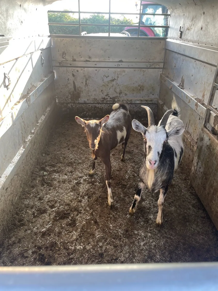 Nanny goats - Image 2