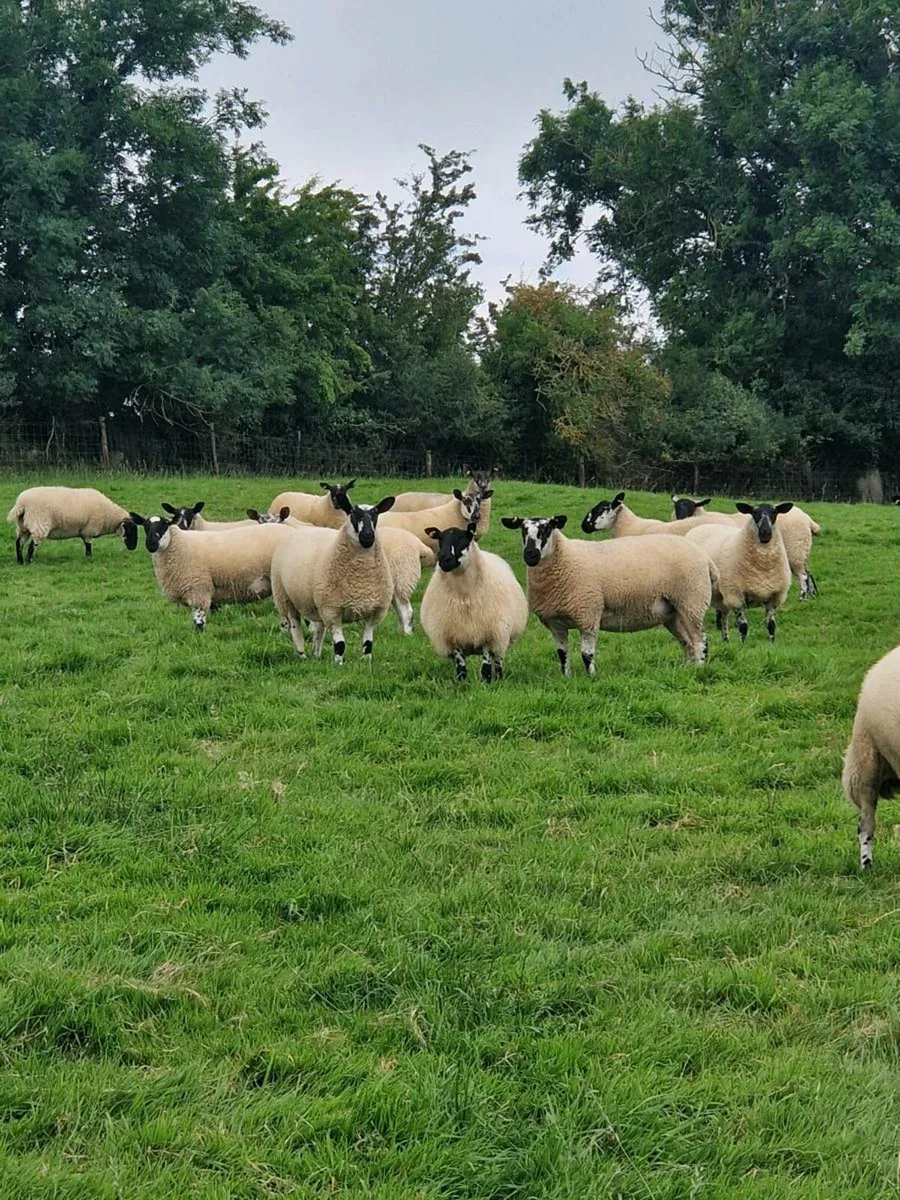 Going to Roscommon mart hoggets - Image 2