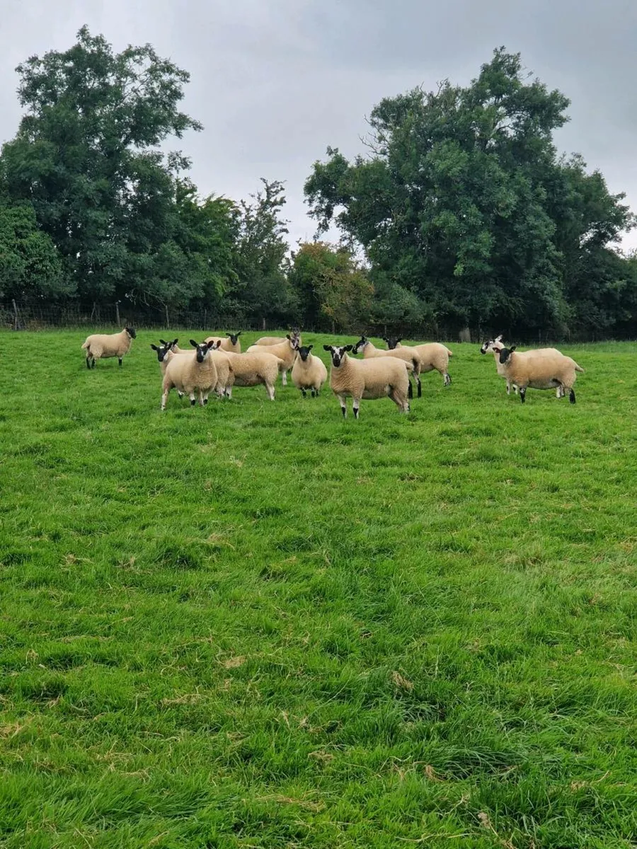 Going to Roscommon mart hoggets - Image 3