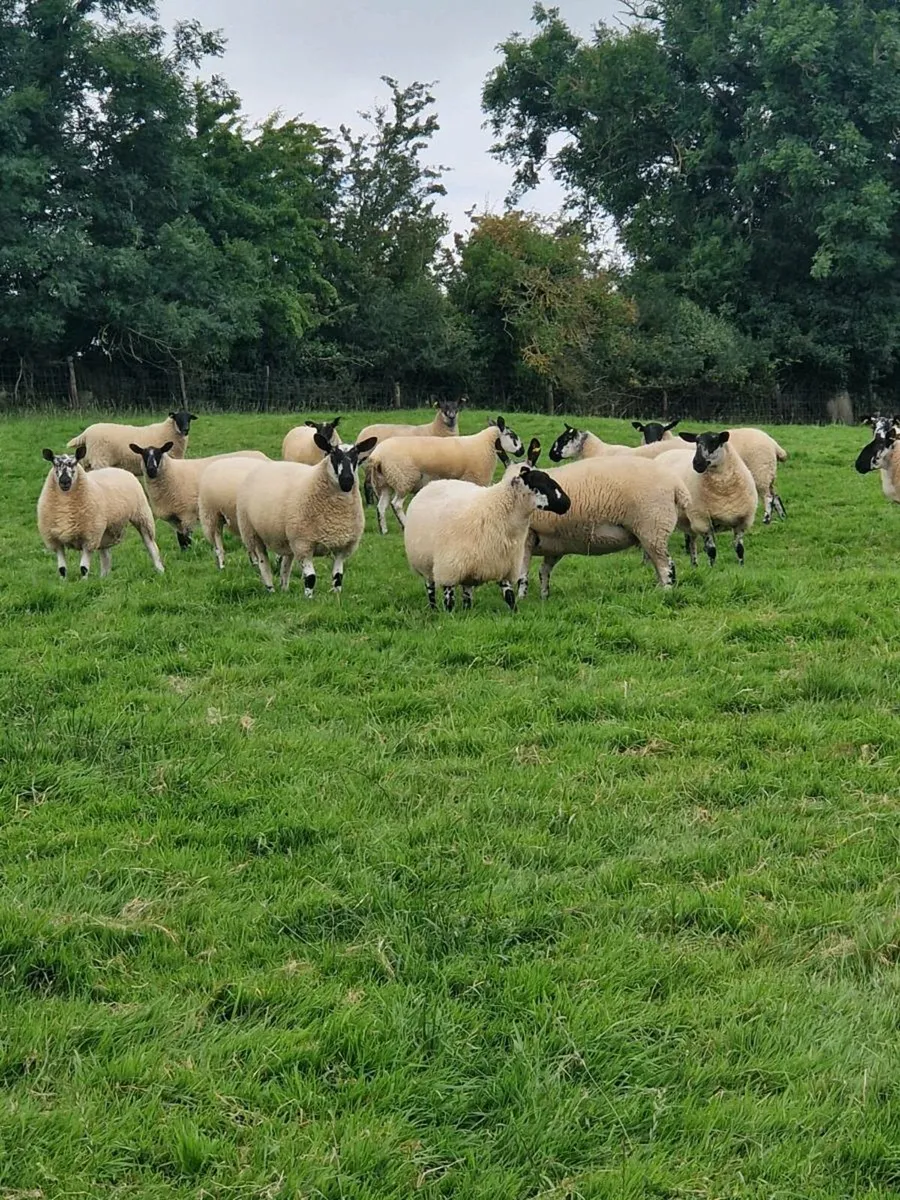 Going to Roscommon mart hoggets - Image 4
