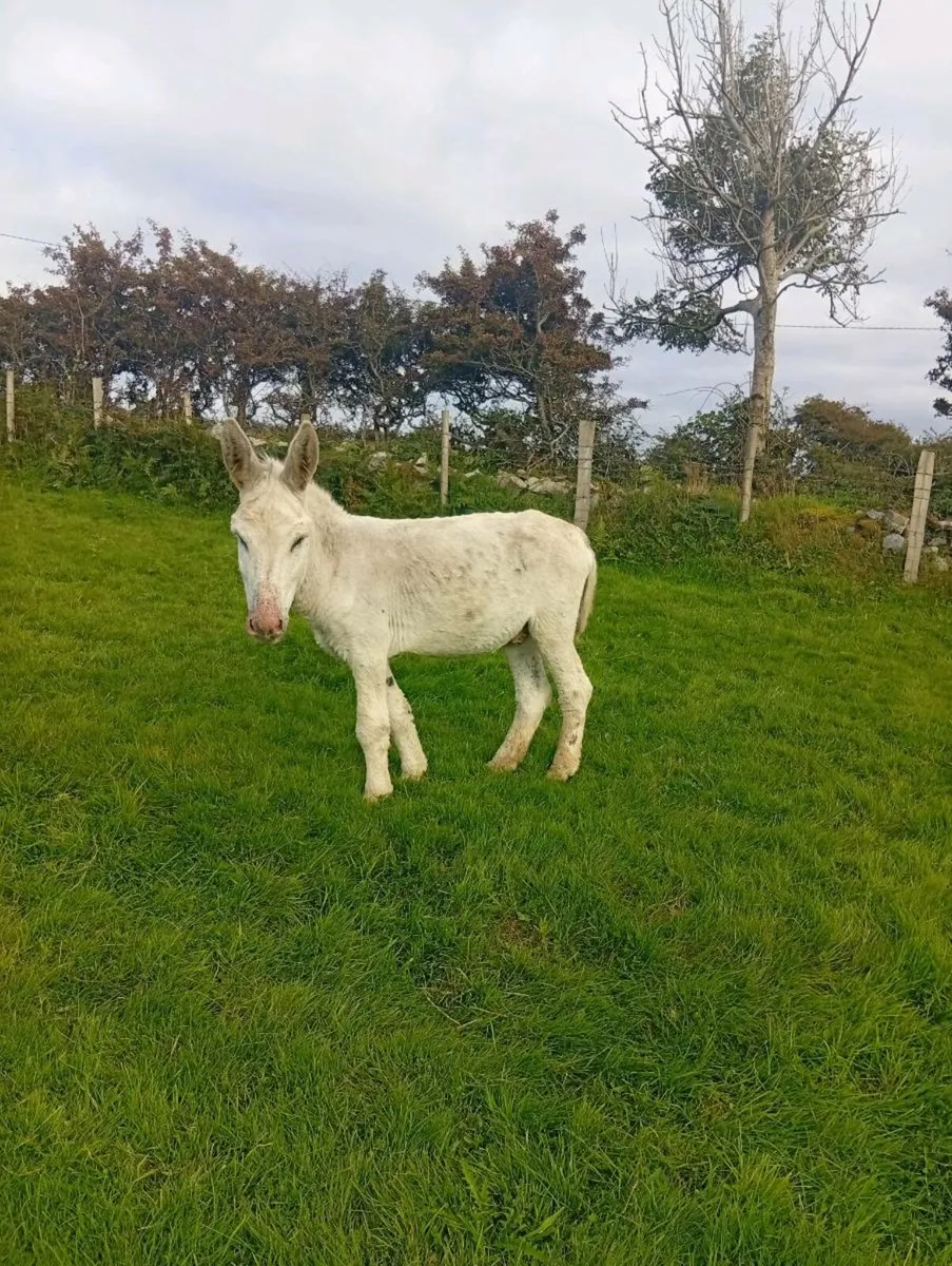 Stallion donkeys - Image 1
