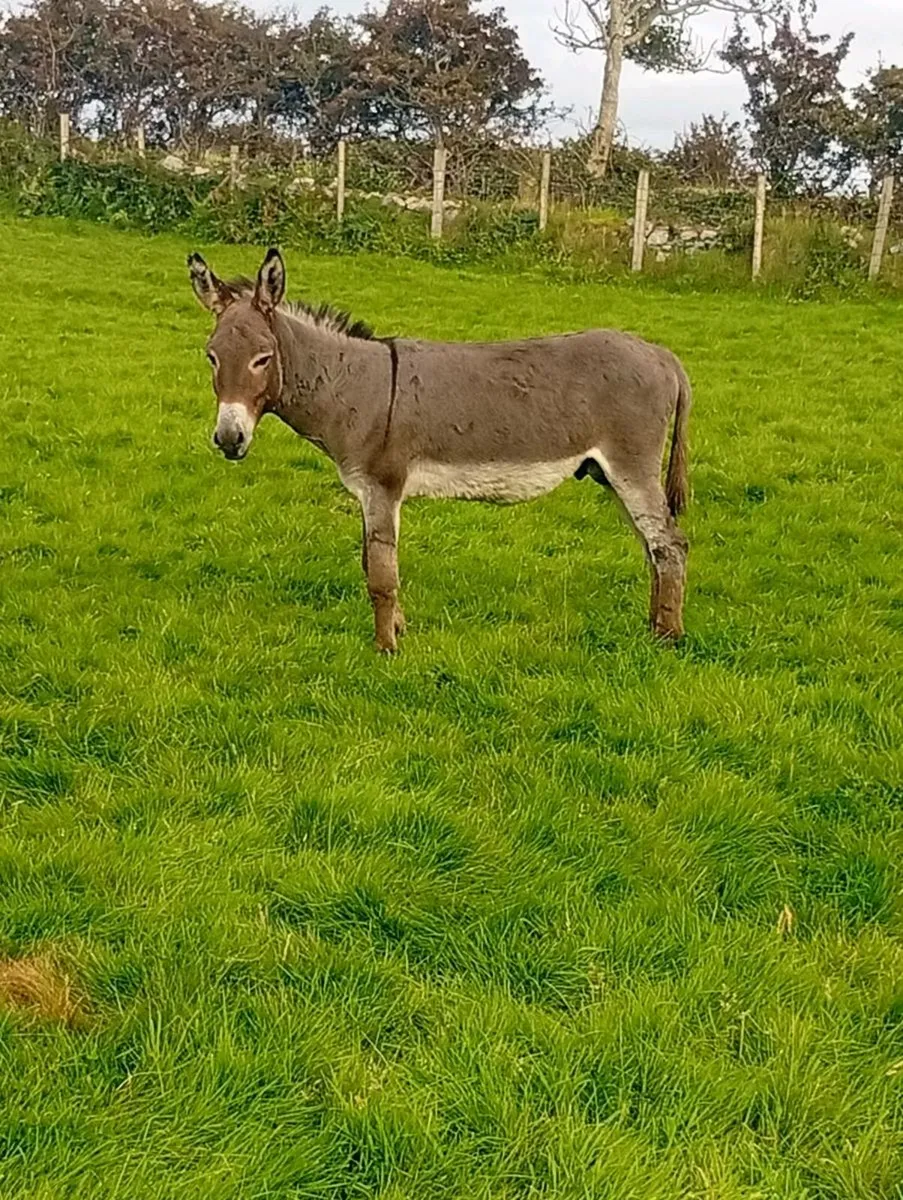 Stallion donkeys - Image 2