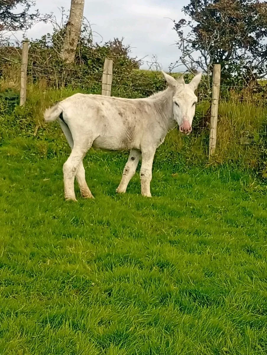Stallion donkeys - Image 3