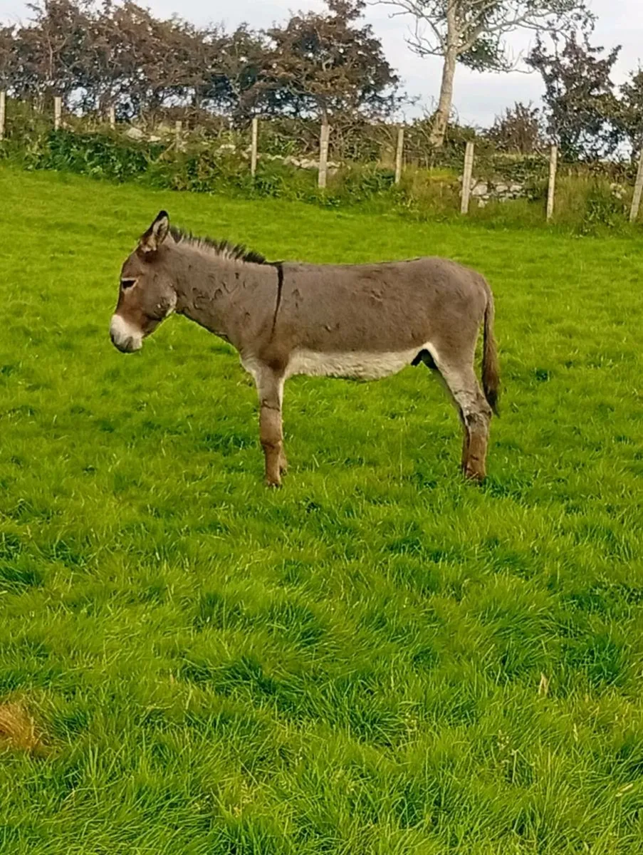 Stallion donkeys - Image 4