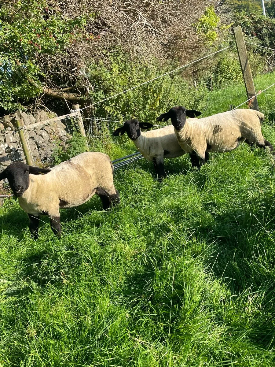 Purebred Suffolk ewe hoggets - Image 1