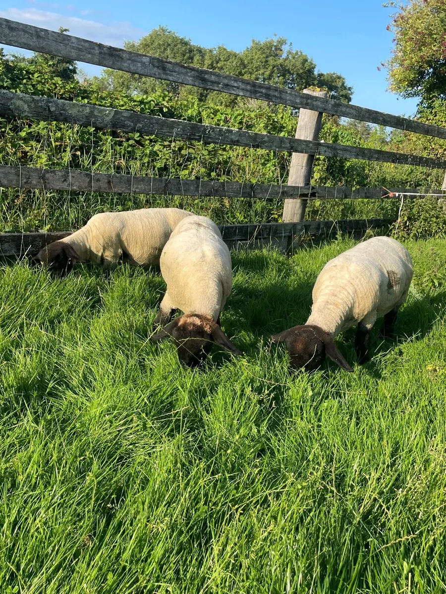 Purebred Suffolk ewe hoggets - Image 2