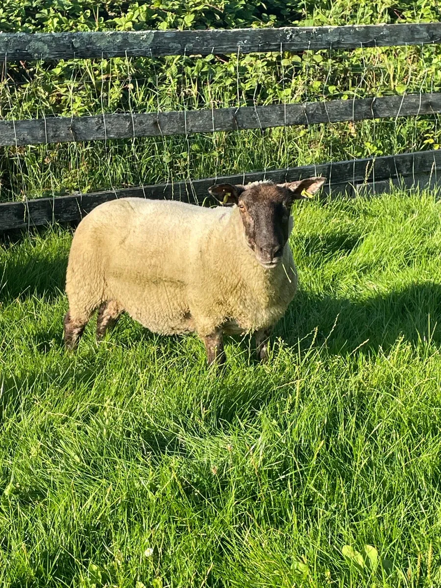 Purebred Suffolk ewe hoggets - Image 3