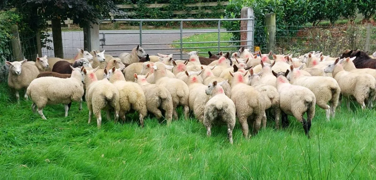 Store lambs - Image 2