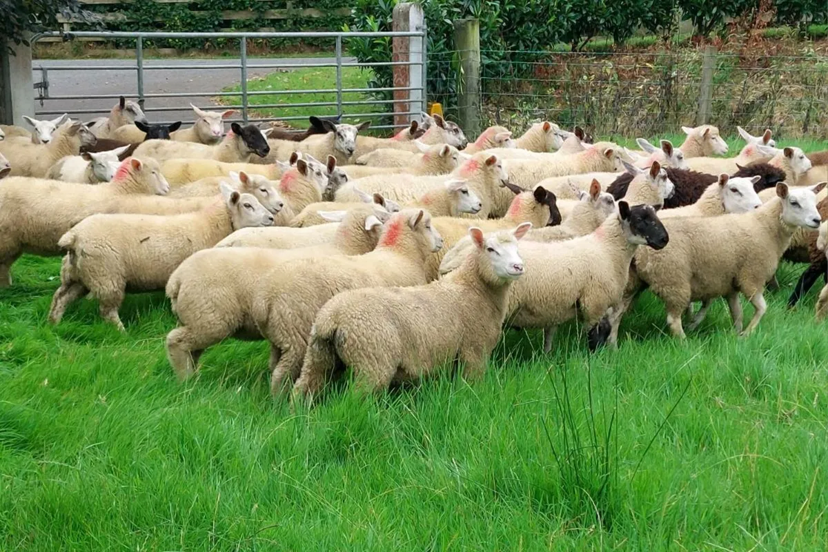 Store lambs - Image 1