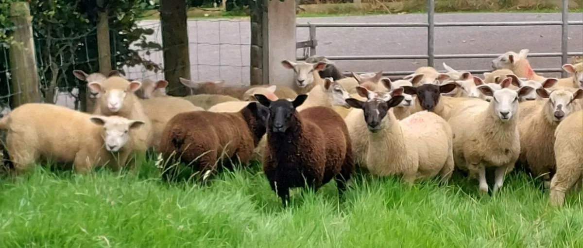 Store lambs - Image 3