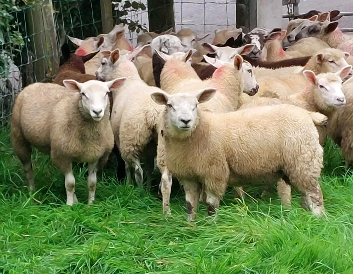 Store lambs - Image 4