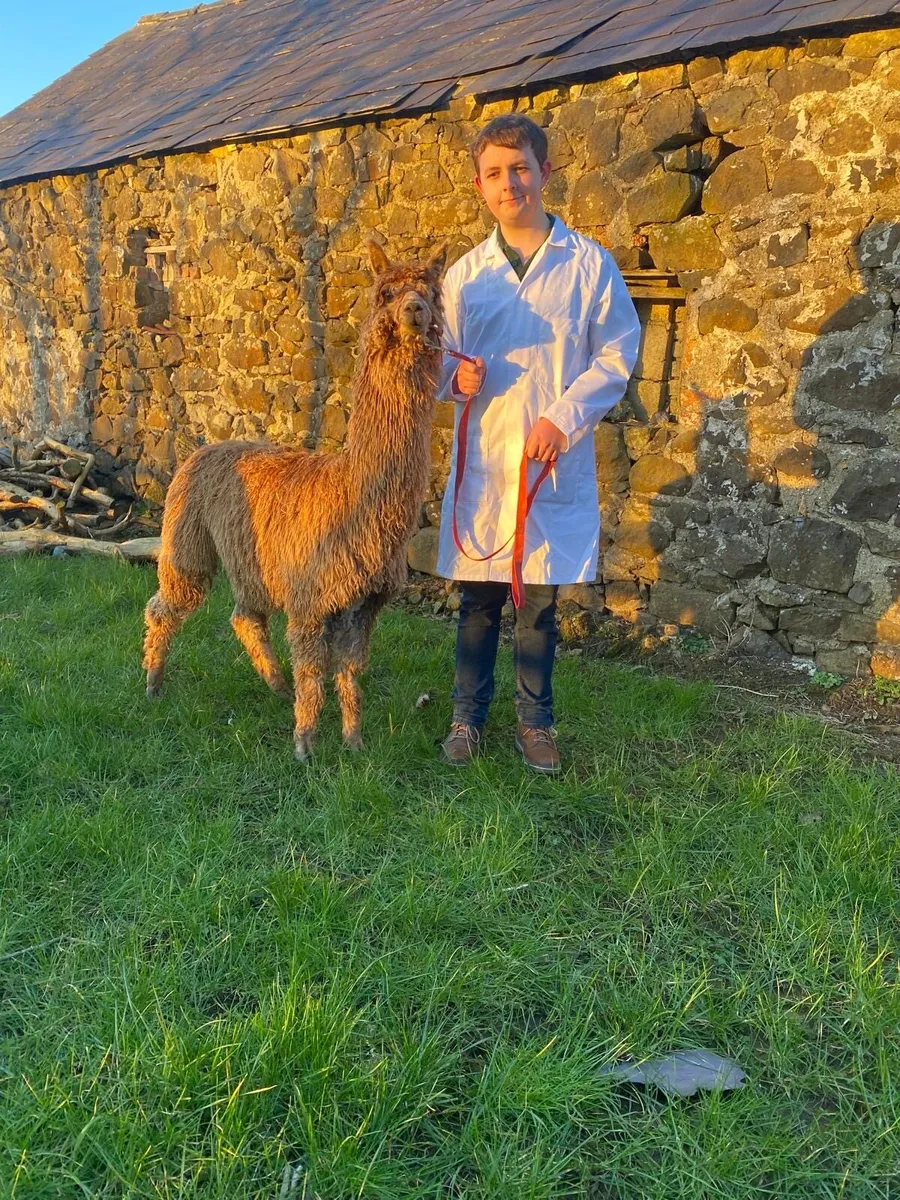 Male Alpacas - Image 1