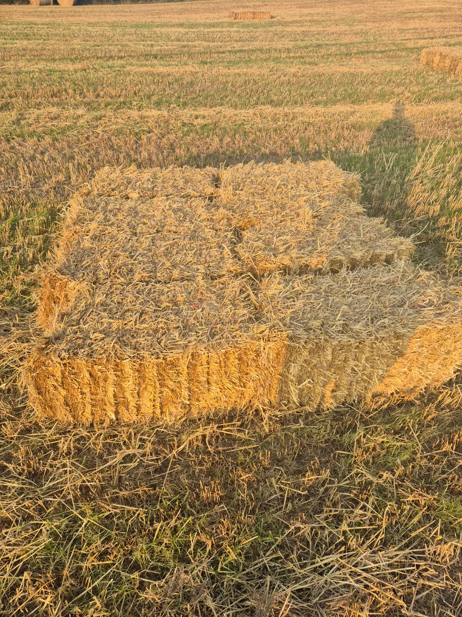 Small square and 4x4 bales straw for sale - Image 2
