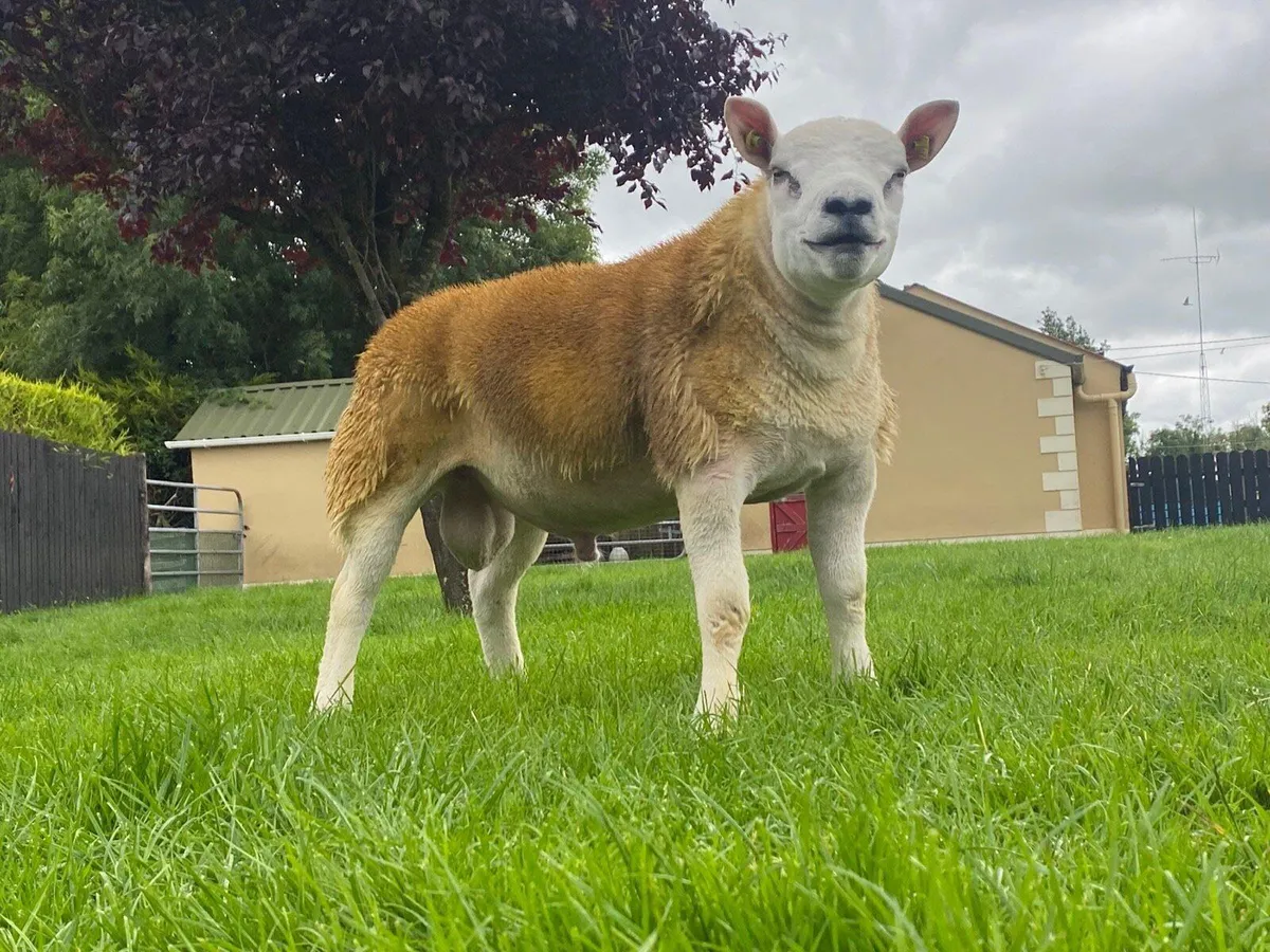 Pedigree Texel Ram lambs for sale - Image 1
