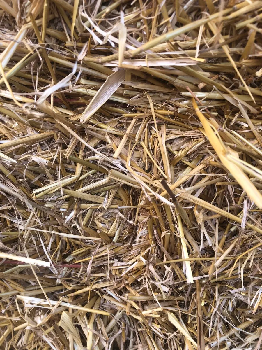 Straw - Image 3