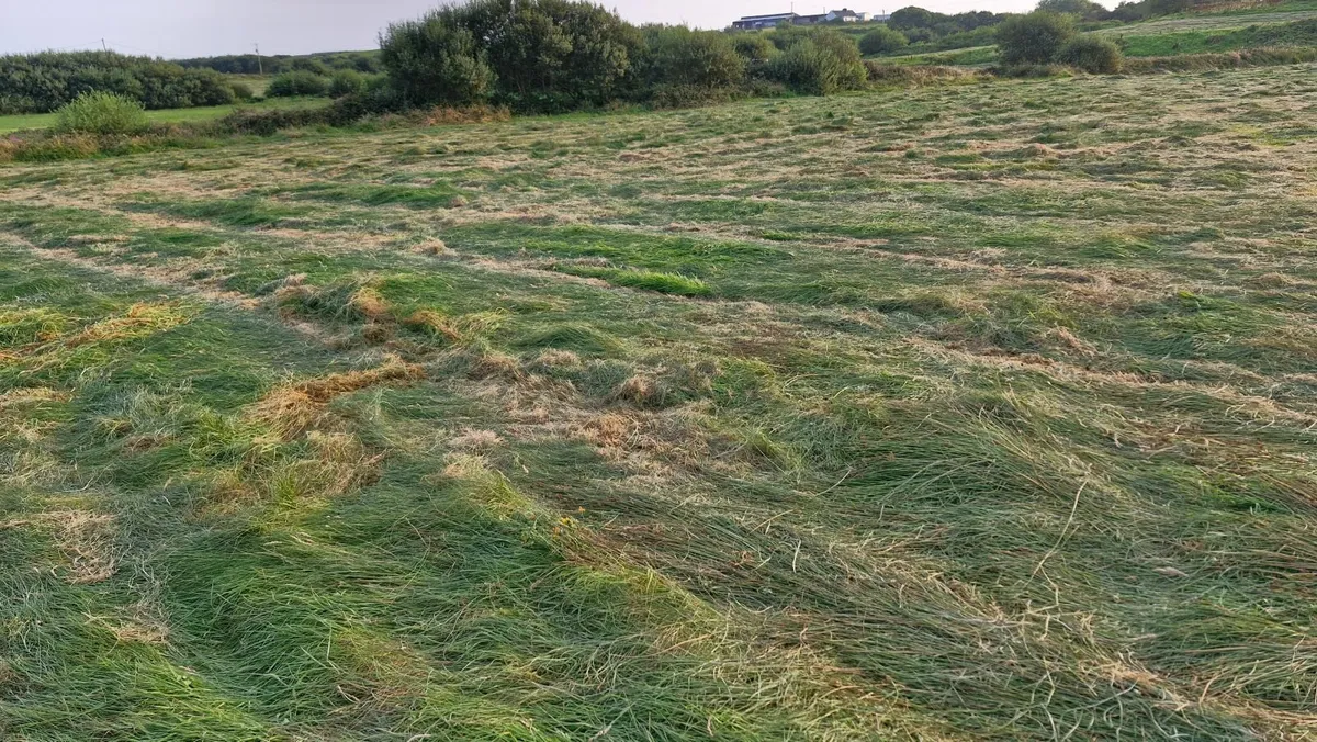 Free Silage - Image 3